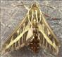 1990 (69.015)<br>Striped Hawk-moth